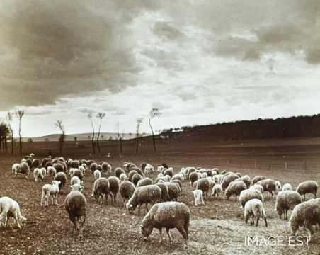 Troupeau de moutons (Amance)